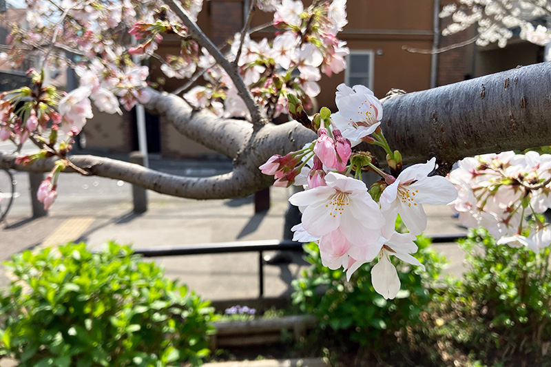 今年も美しい桜が開きました
