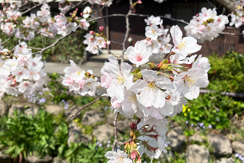 桜と共に、青や黄色の花も咲き始めています、北沢川緑道に本格的な春到来です