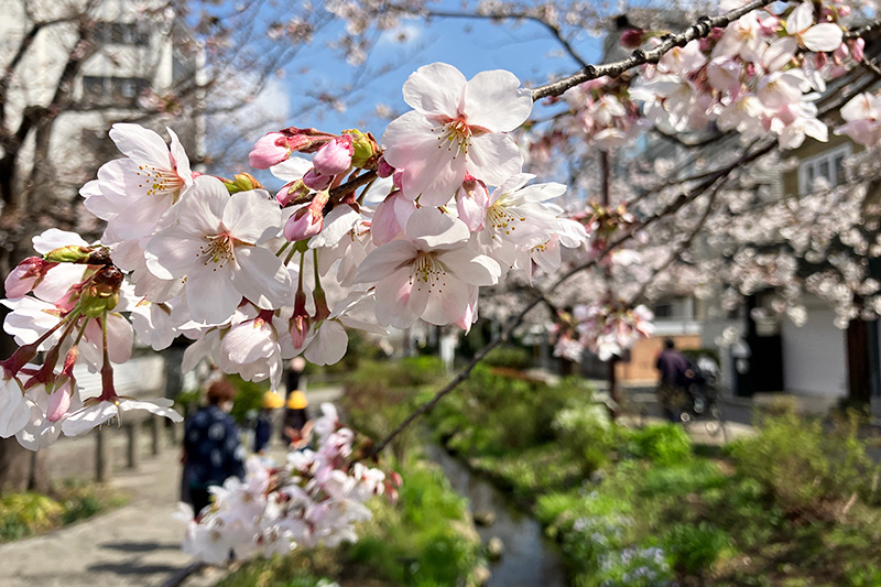 満開を迎えた、2023年3月22日時点の北沢川緑道の桜