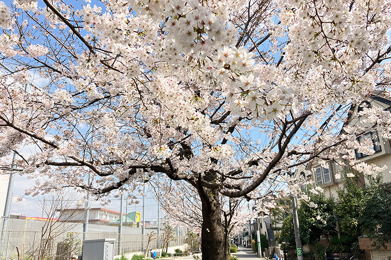 満開を迎えた、2023年3月22日時点の北沢川緑道の桜