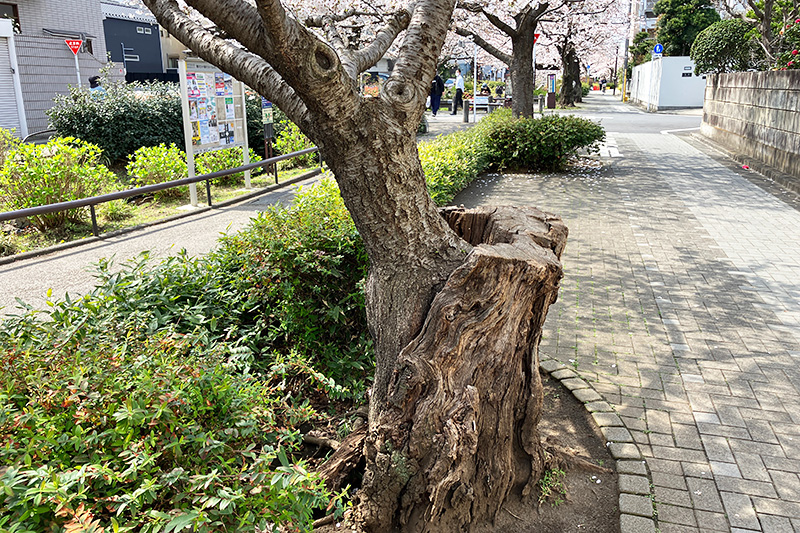一度、伐られた木ですが、翌年から新しい枝が育ち、今では本格的な木に成長しています