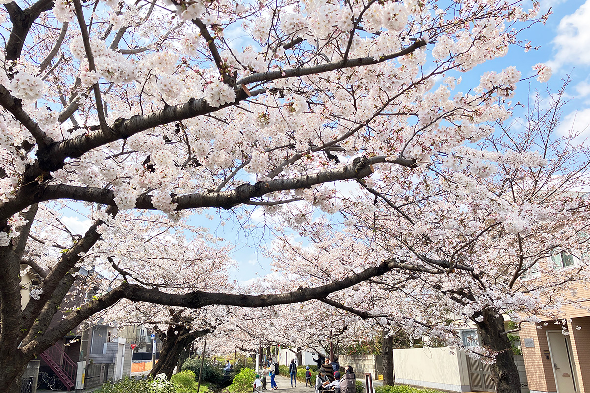 満開を迎えた、2023年3月22日時点の北沢川緑道の桜