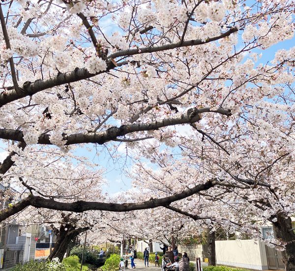 満開を迎えた、2023年3月22日時点の北沢川緑道の桜