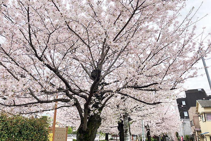 2023年3月27日時点の北沢川緑道の桜
