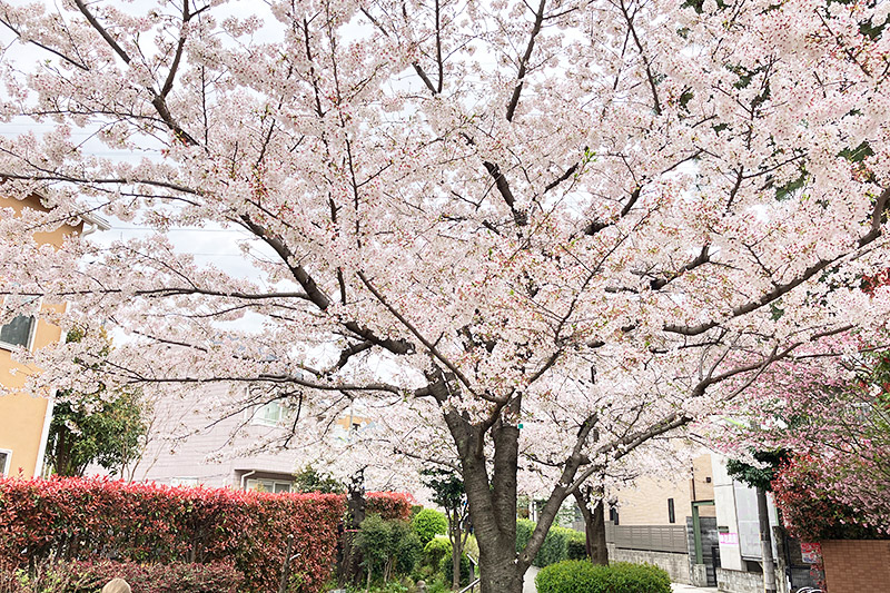 2023年3月27日時点の北沢川緑道の桜