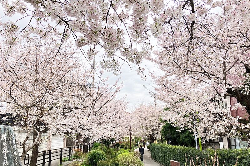 2023年3月27日時点の北沢川緑道の桜