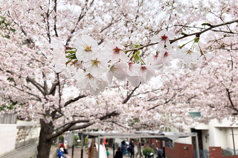 2023年3月27日時点の北沢川緑道の桜