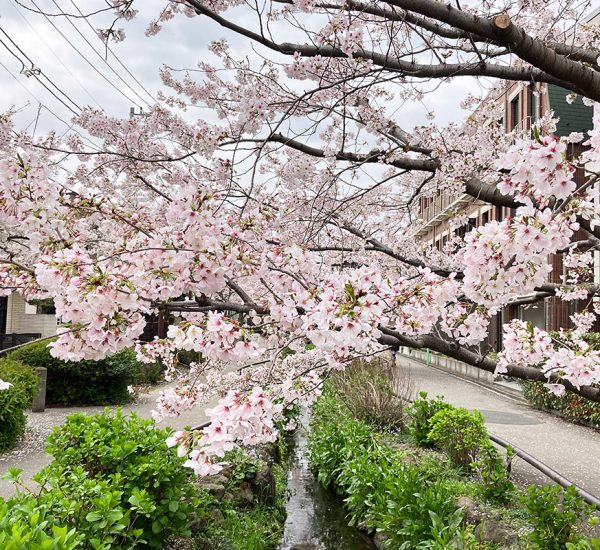 2023年3月27日時点の北沢川緑道の桜