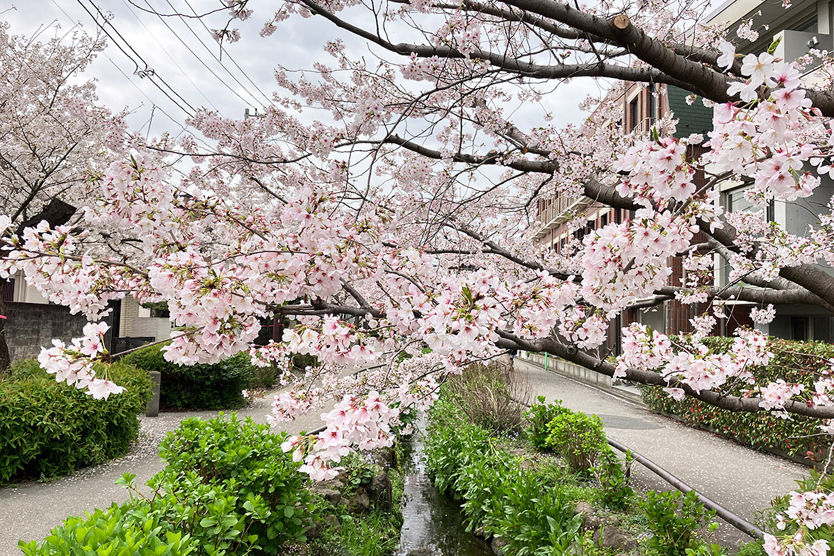 2023年3月27日時点の北沢川緑道の桜