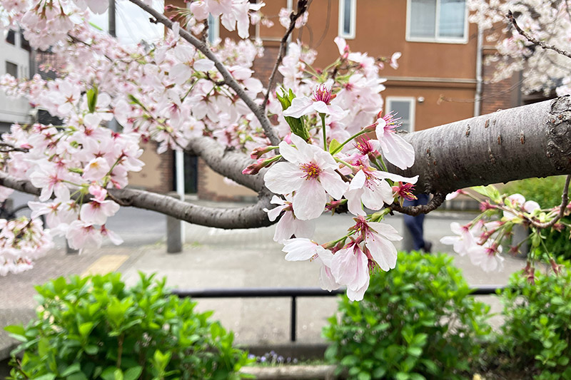 2023年3月27日時点の北沢川緑道の桜