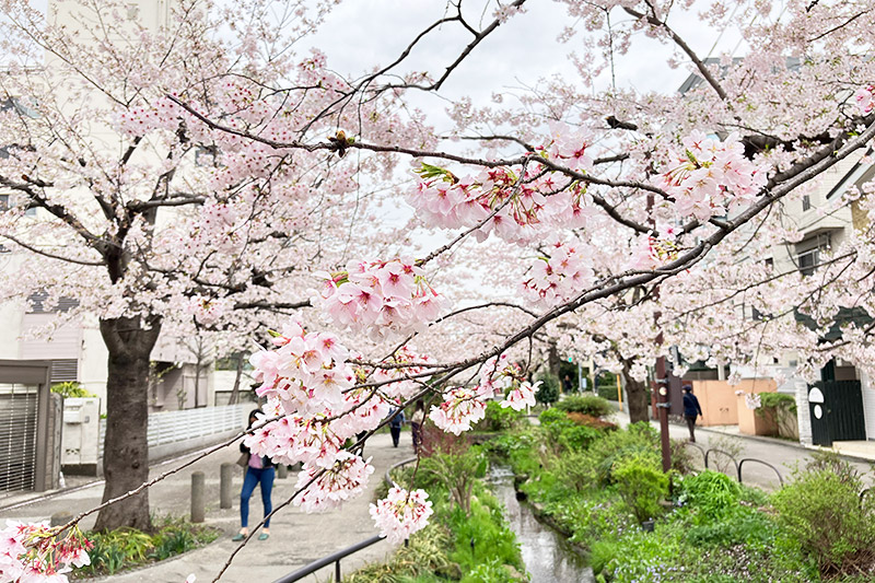 2023年3月27日時点の北沢川緑道の桜