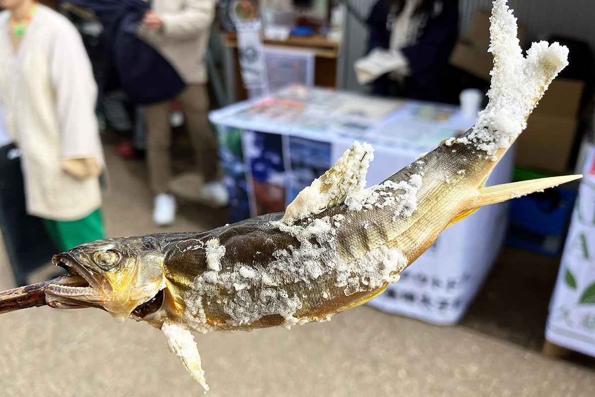 メスの鮎を頂きます