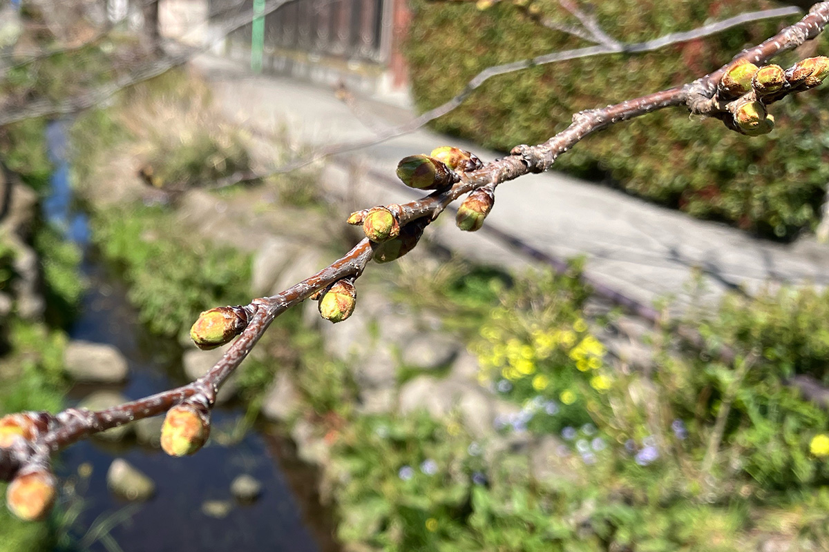 3月22日時点の北沢川緑道の桜