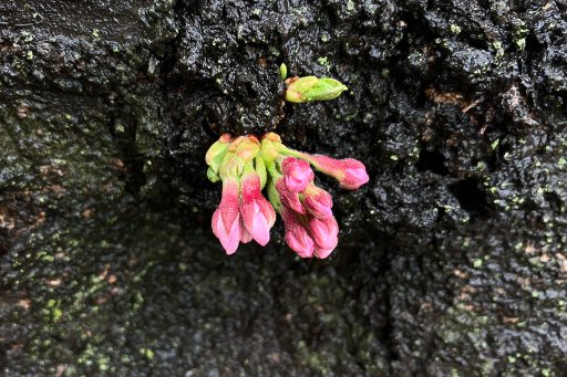 3月25日時点の北沢川緑道の桜