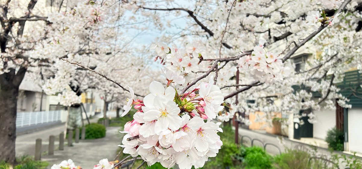 4月4日時点の北沢川緑道の桜