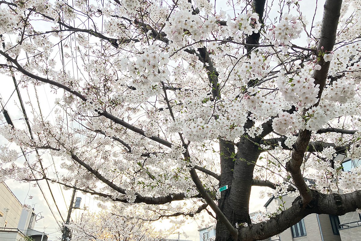 4月4日時点の北沢川緑道の桜