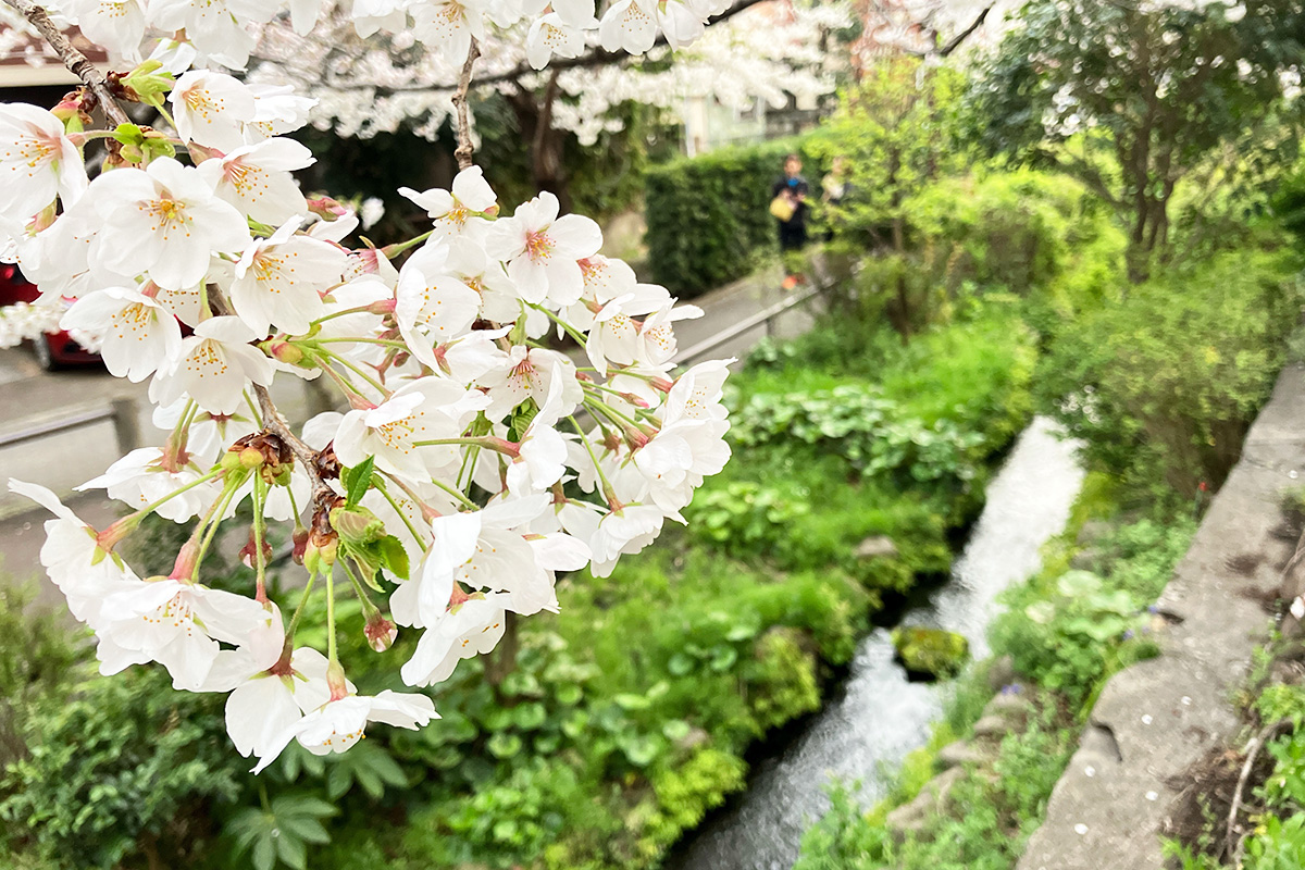 4月4日時点の北沢川緑道の桜