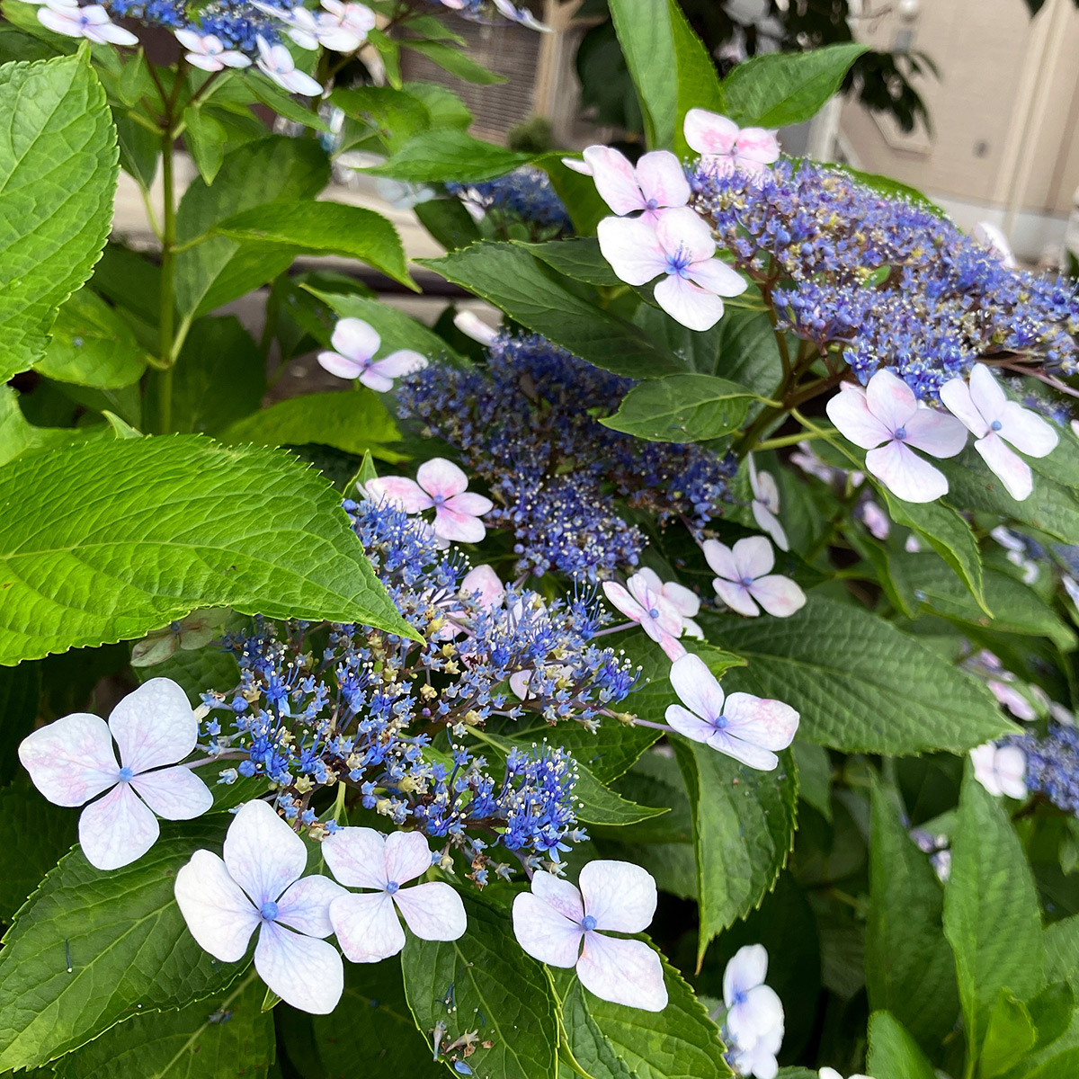 北沢川緑道の「紫陽花(あじさい)」極薄い青紫色
