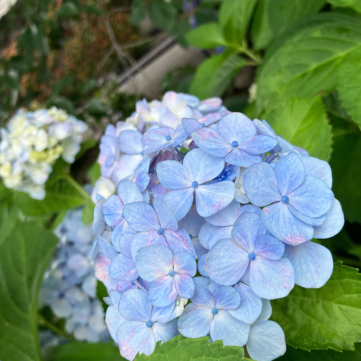 北沢川緑道の「紫陽花(あじさい)」少し紫がかった水色