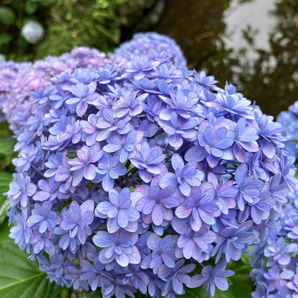 北沢川緑道の「紫陽花(あじさい)」小さい花びらで鮮やかな青紫色