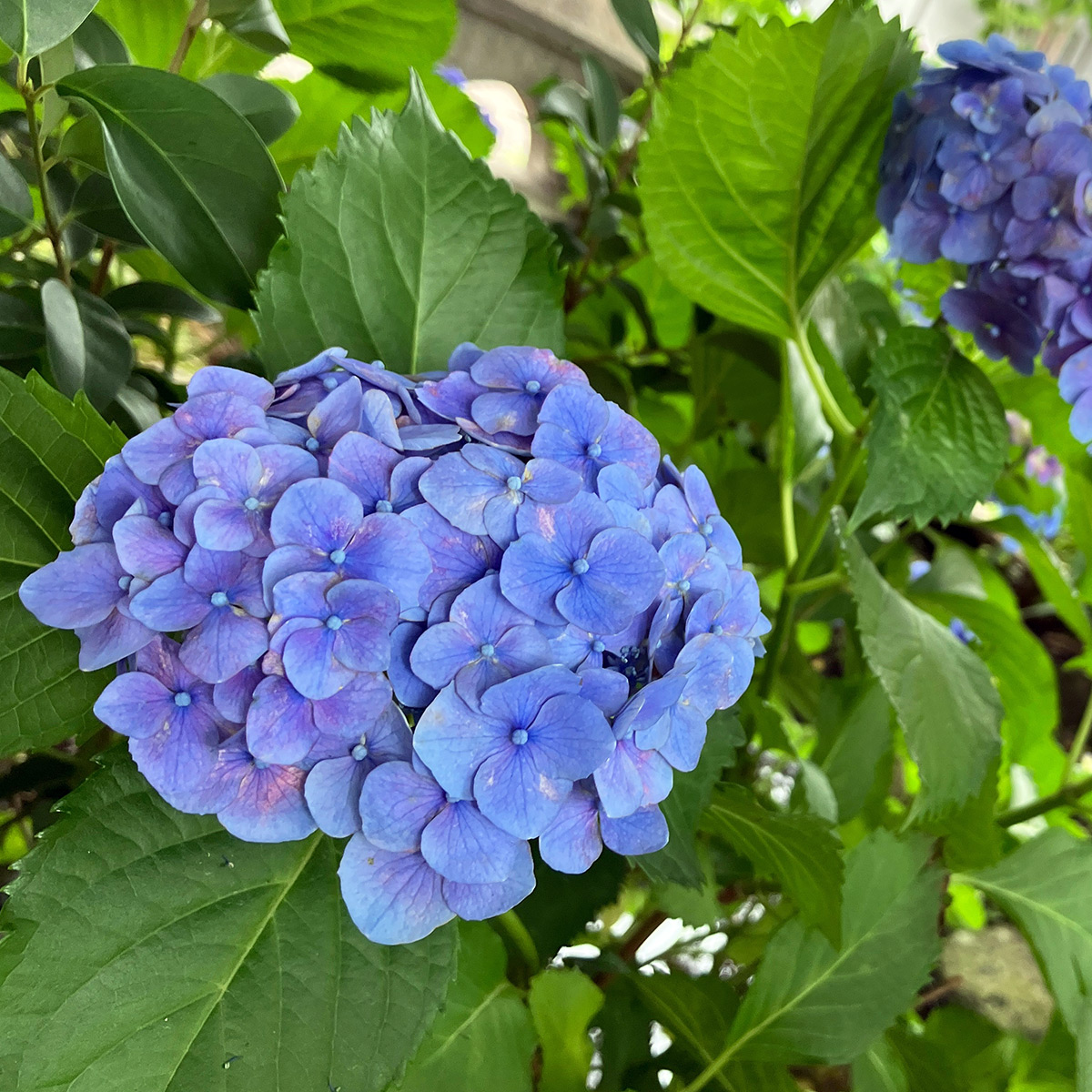 北沢川緑道の「紫陽花(あじさい)」青に少し紫がかった色