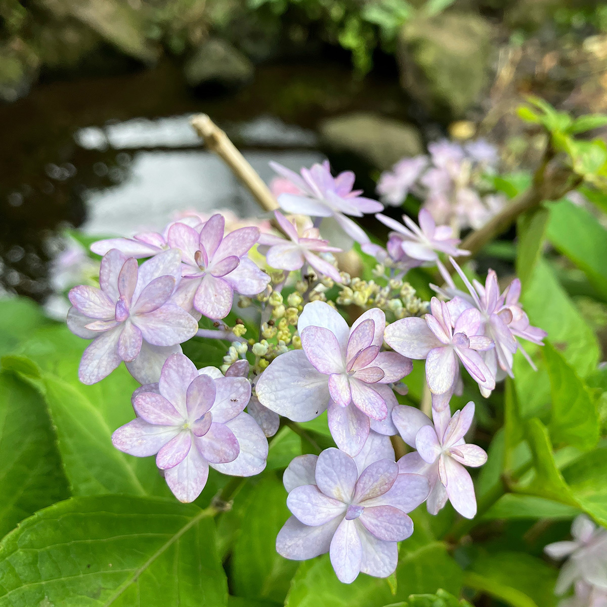 北沢川緑道の「紫陽花(あじさい)」白に赤紫がかった色