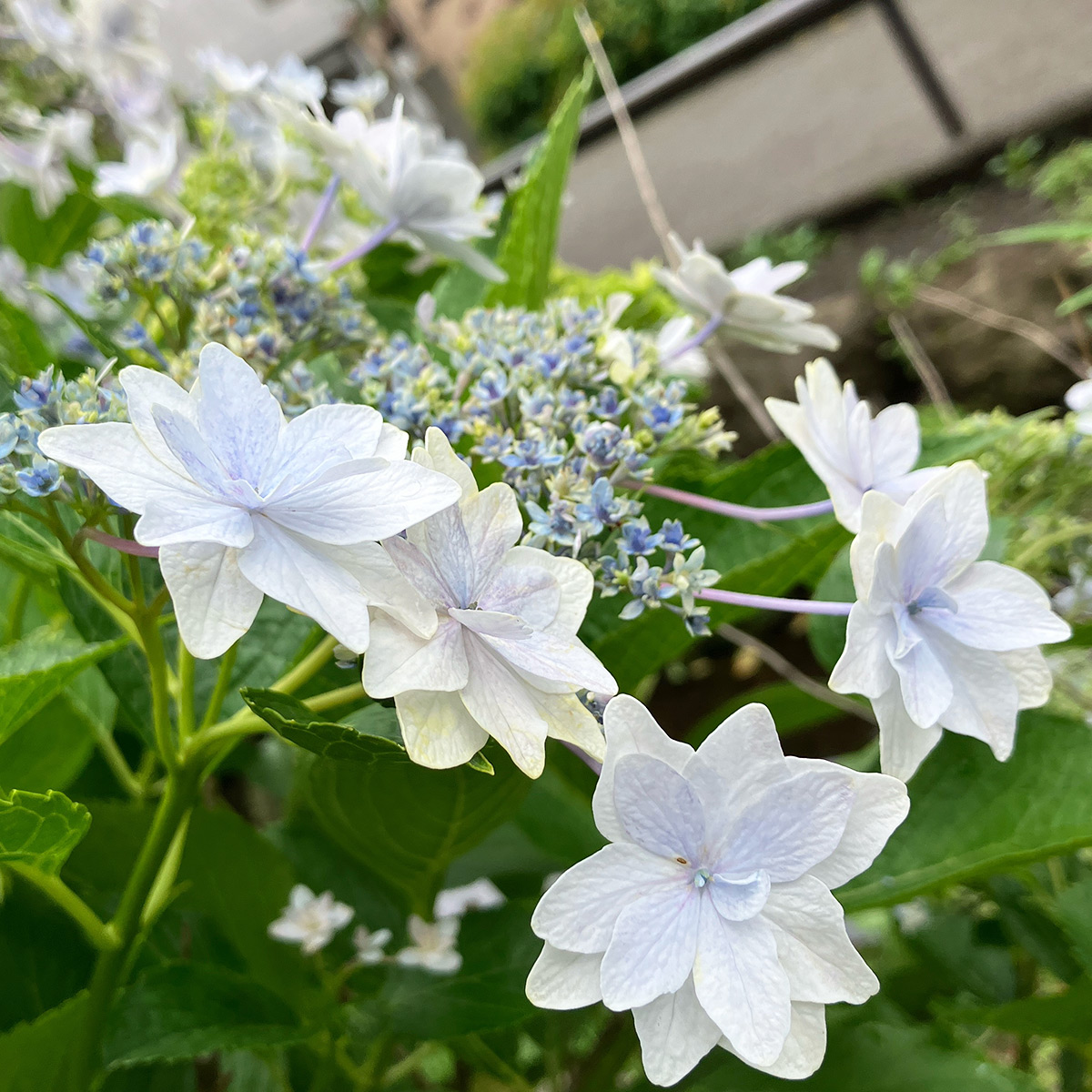 北沢川緑道の「紫陽花(あじさい)」白に少し青みがかった色