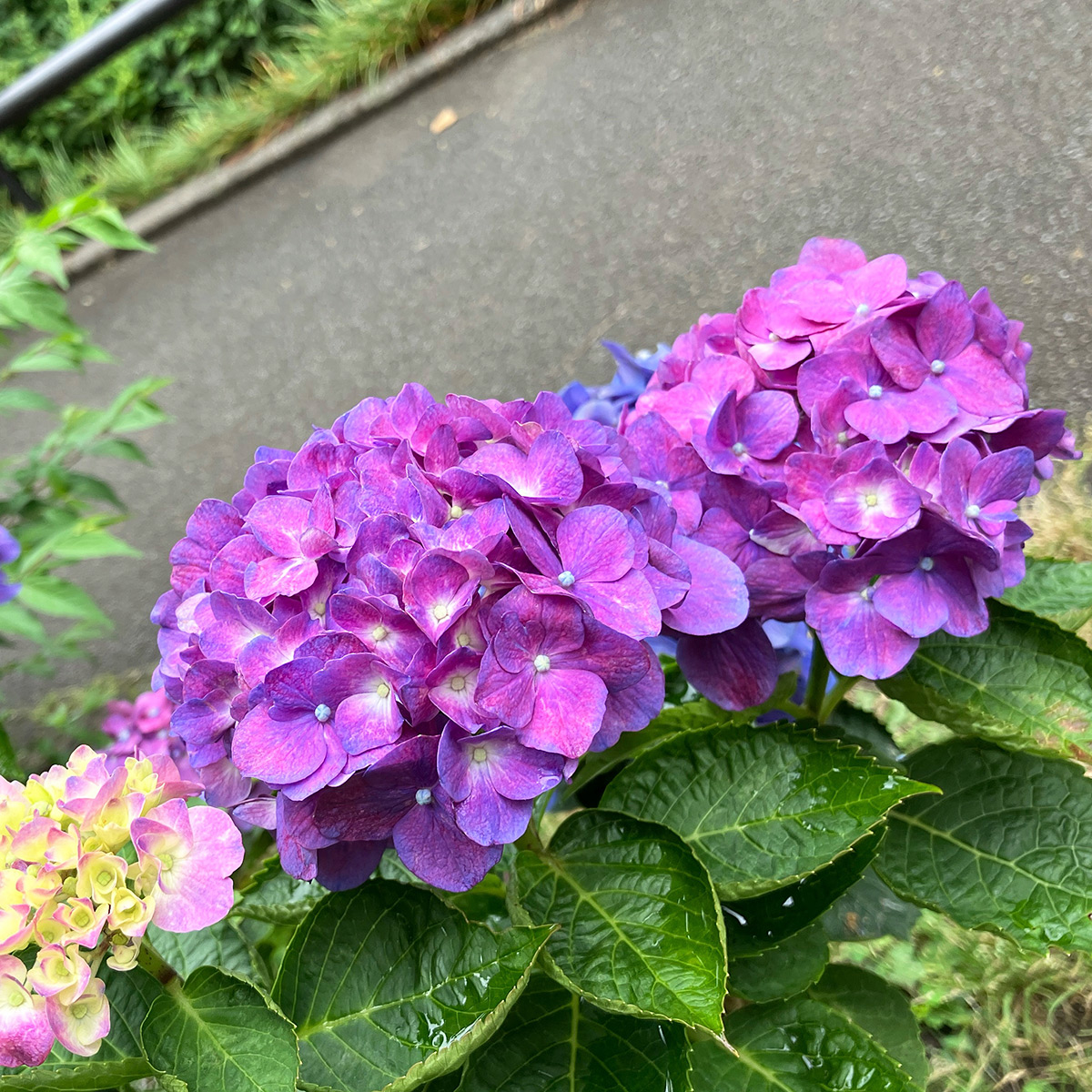 北沢川緑道の「紫陽花(あじさい)」鮮やかな紫色