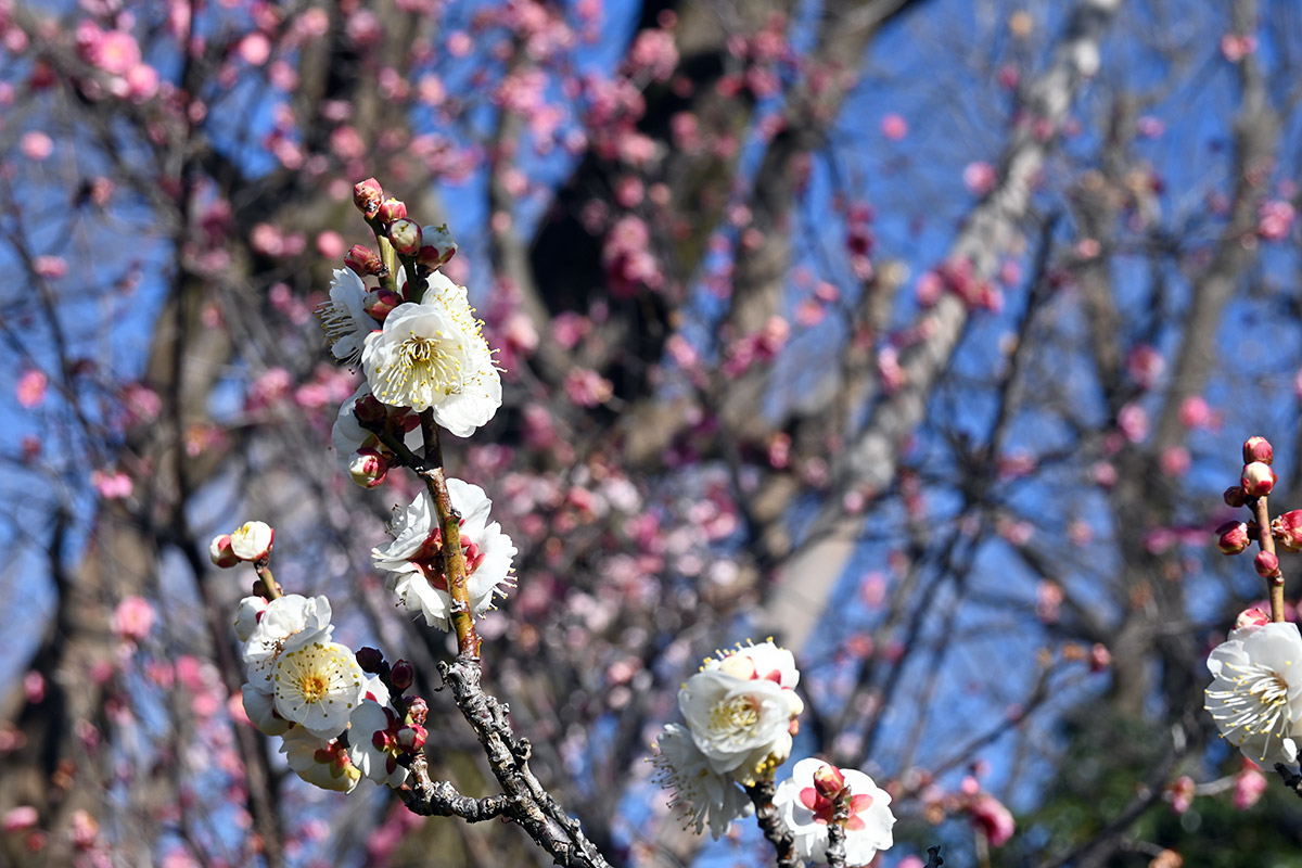 白梅、紅梅合わせて220本を超える梅が咲き誇ります