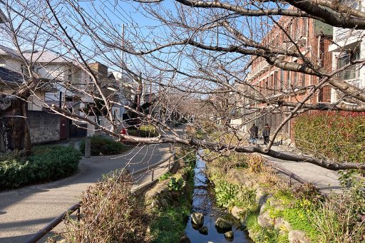 1月24日時点での北沢川緑道の桜の状況