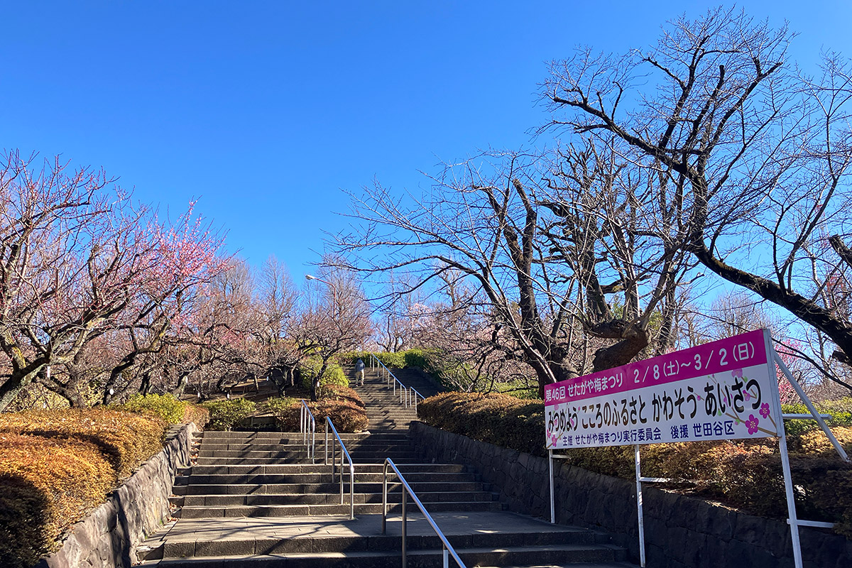 梅ヶ丘駅側の入り口、階段下からも梅が開花しているのがわかります