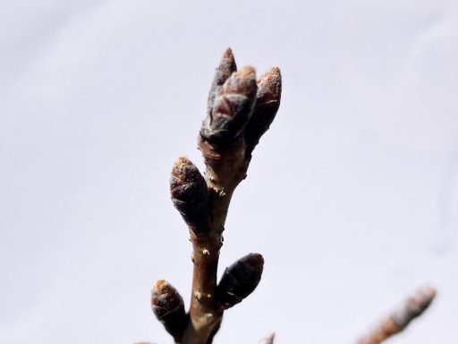 3月7日時点での北沢川緑道の桜の状況、かすかに膨らんだような気も、、、