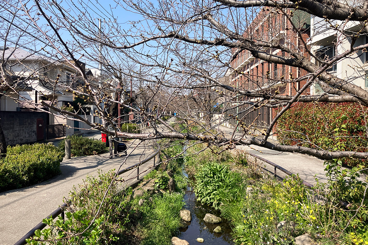 3月23日時点、北沢川緑道の定点観測桜の状況