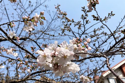 三分咲きまで開花が進んだ、北沢川緑道の桜