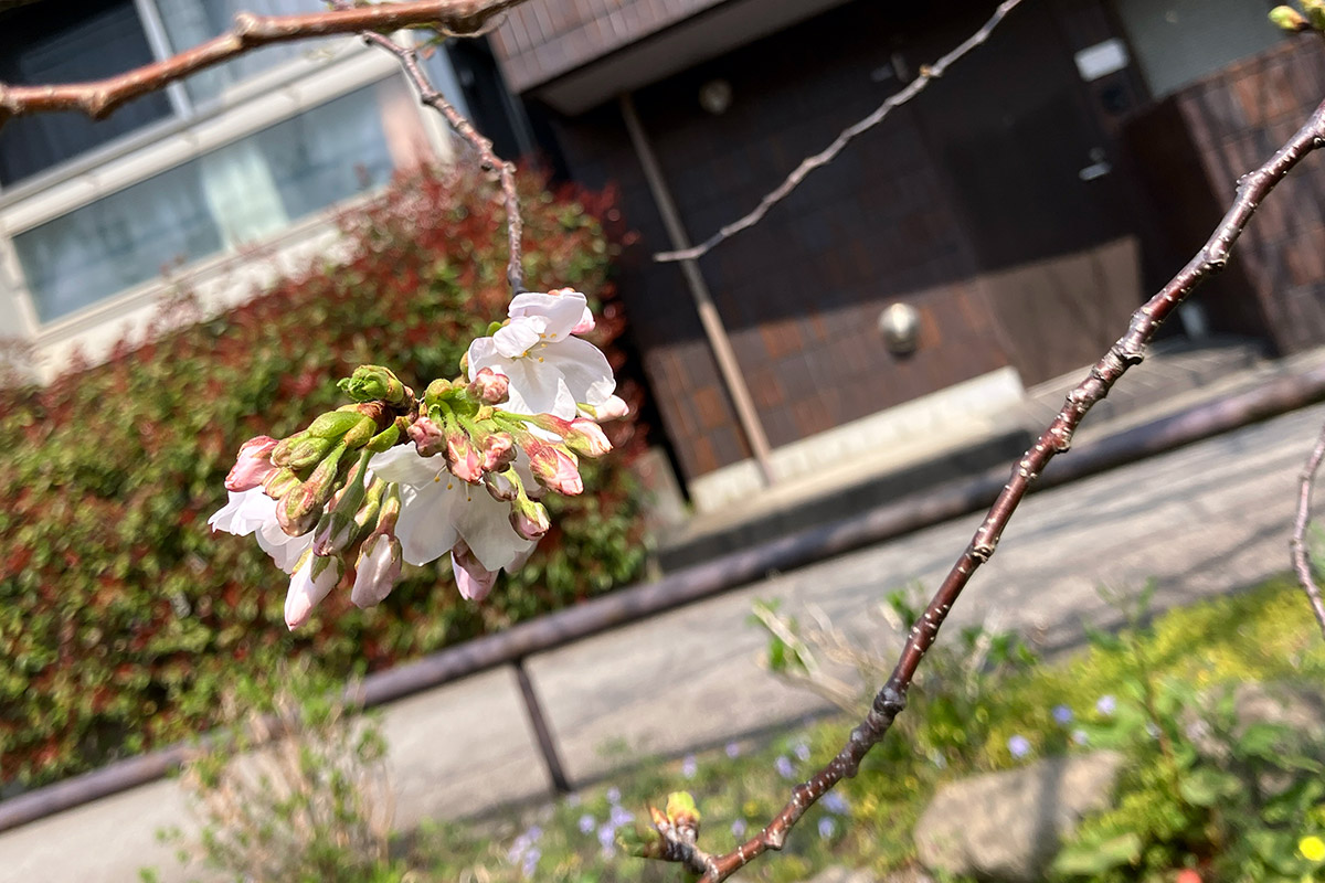 あ、同じ木で開花しているところもありました!