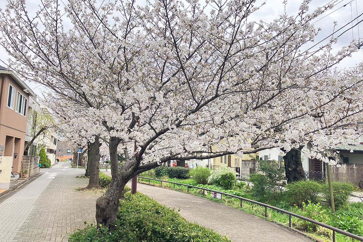あの桜の木もここまで立派に!