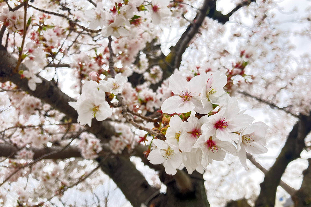 コマツオトメは色も違いますが、花弁の形が異なり、色が濃いのが特徴ですね
