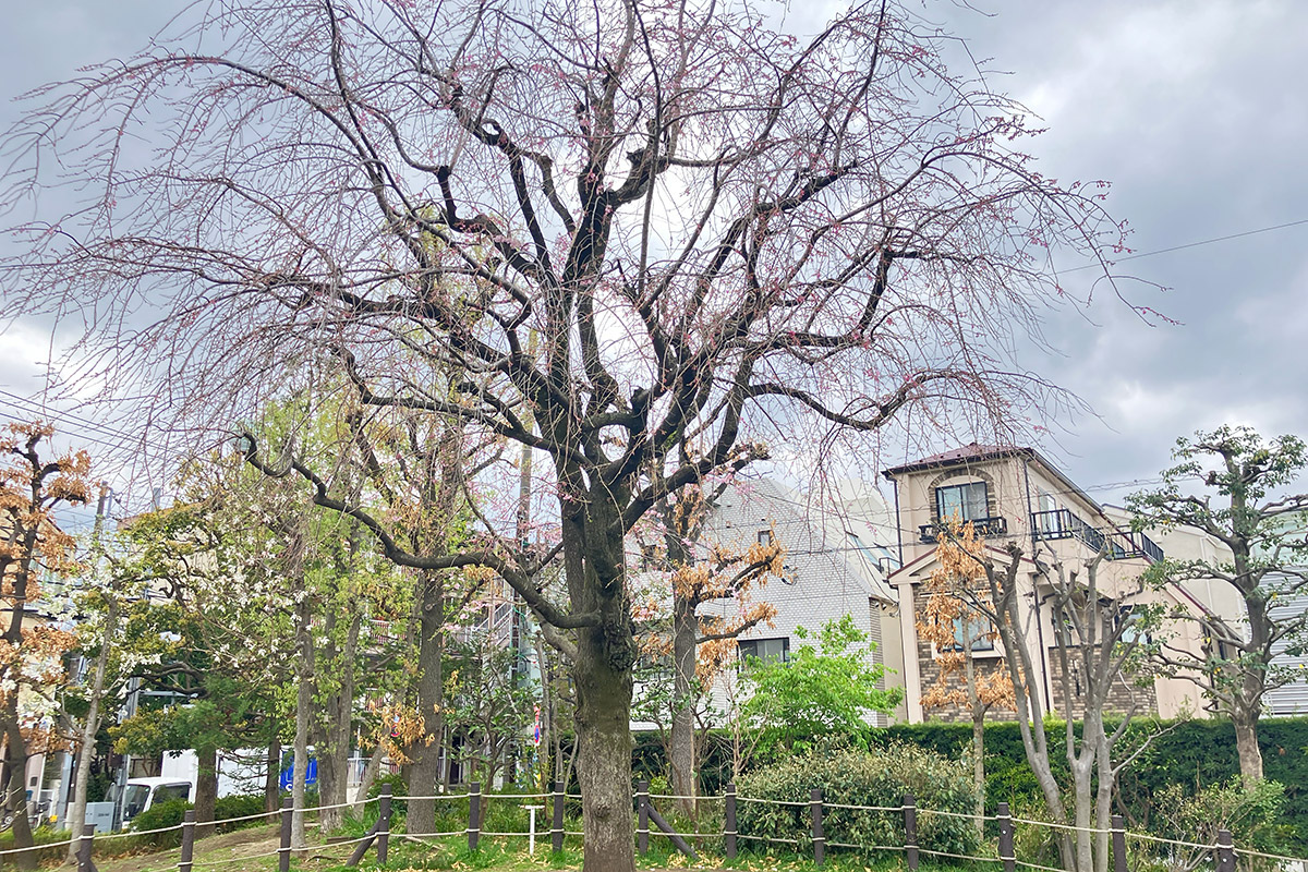 しだれ桜も開花しました
