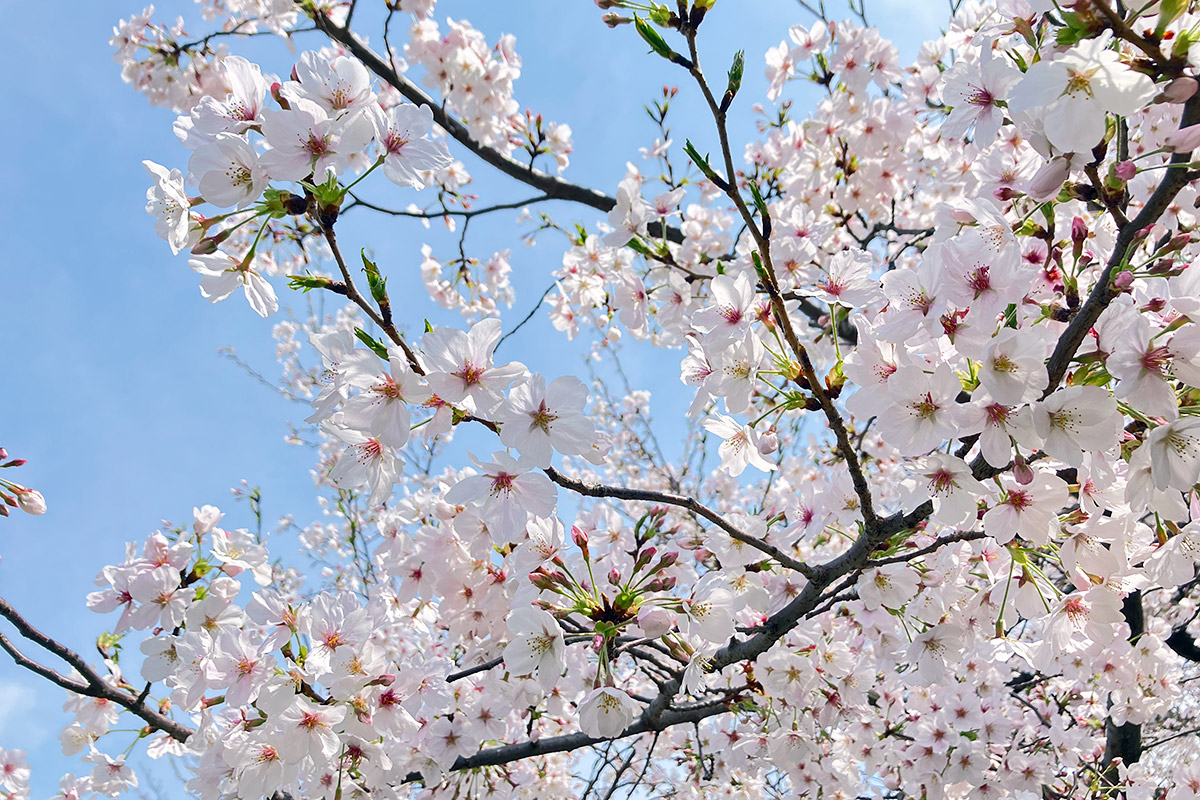 2025年3月28日、北沢川緑道の桜が満開になりました