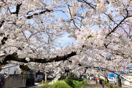 2025年3月28日、北沢川緑道の桜が満開になりました