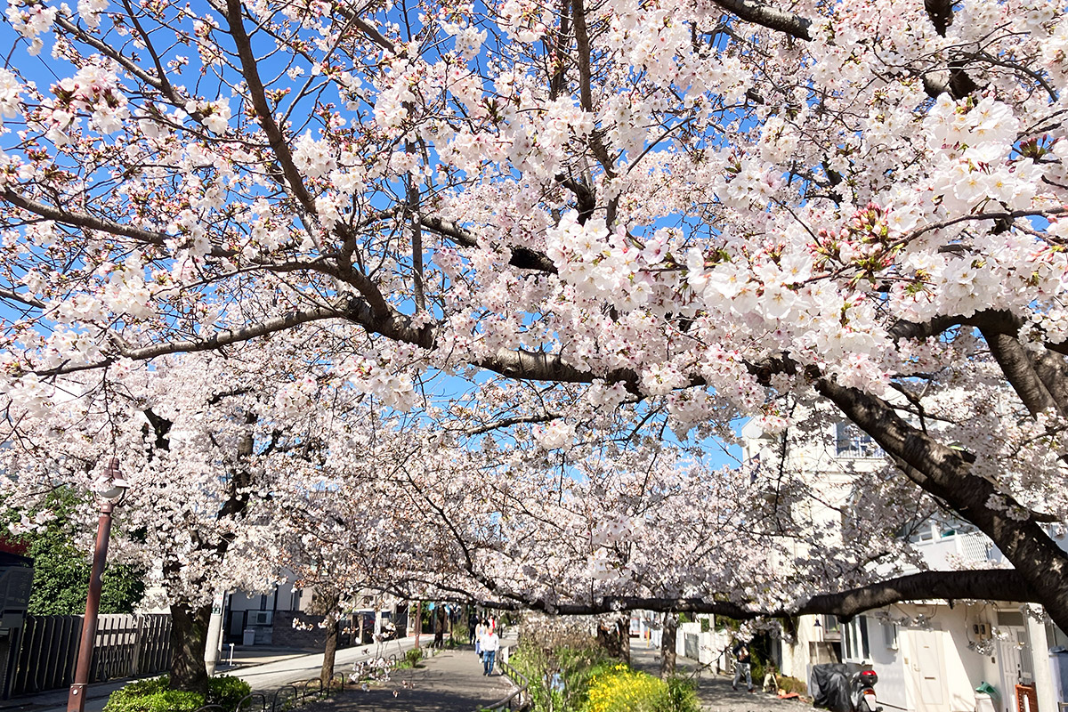 2025年4月4日の北沢川緑道