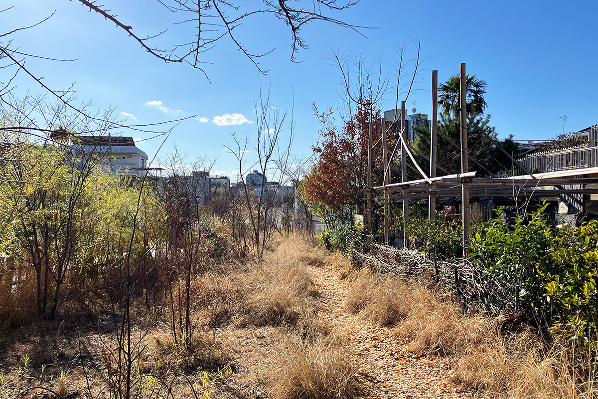 冬ののはら、これはこれで好き