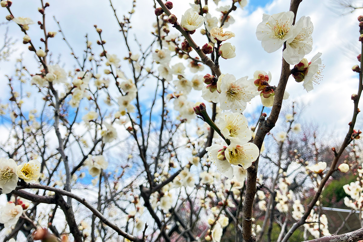 2026年2月13日時点の羽根木公園・梅園の様子