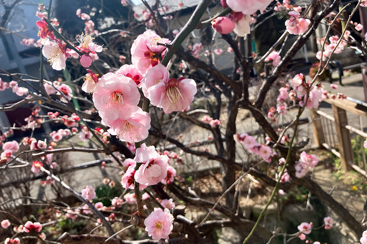 北沢川緑道の梅