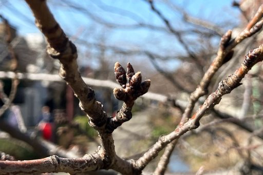 2026年2月23日時点、北沢川緑道の桜