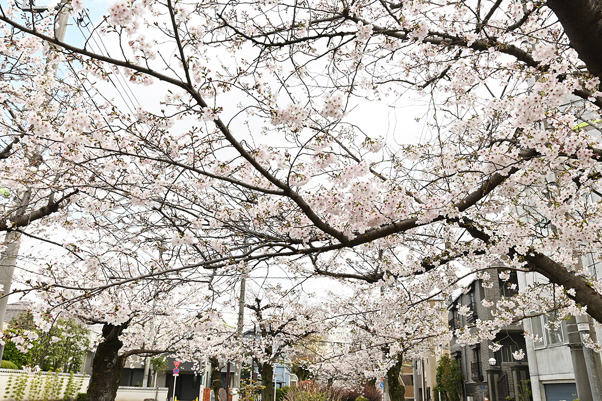 2026年3月27日の北沢川緑道