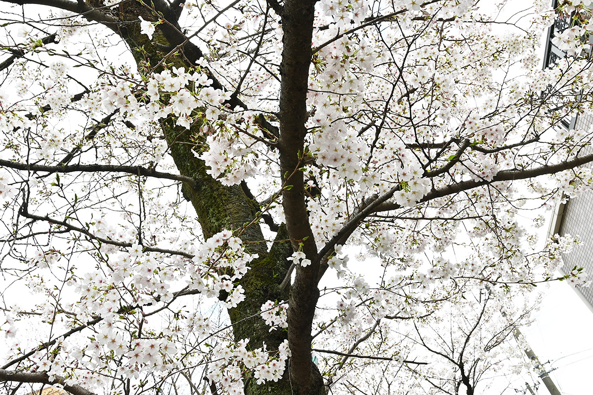 2026年3月27日の北沢川緑道