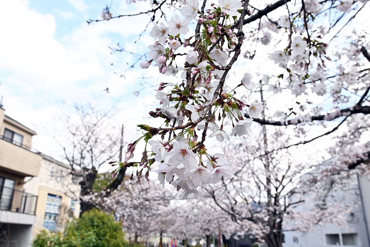 2026年3月27日の北沢川緑道