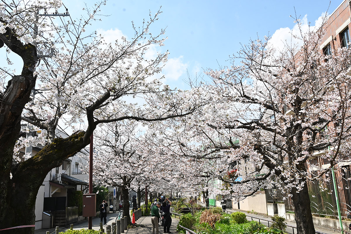 2026年3月27日の北沢川緑道