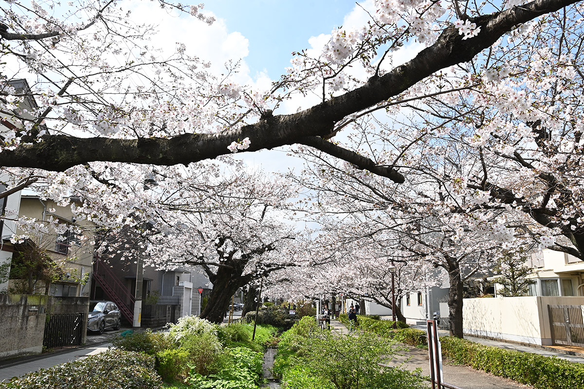 2026年3月27日の北沢川緑道